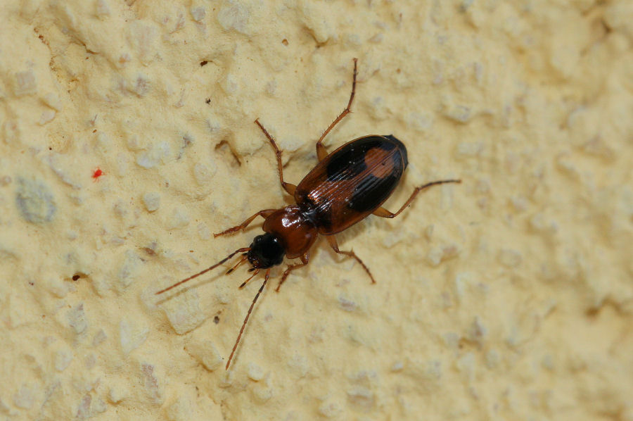 Badister sp. (Carabidae)
