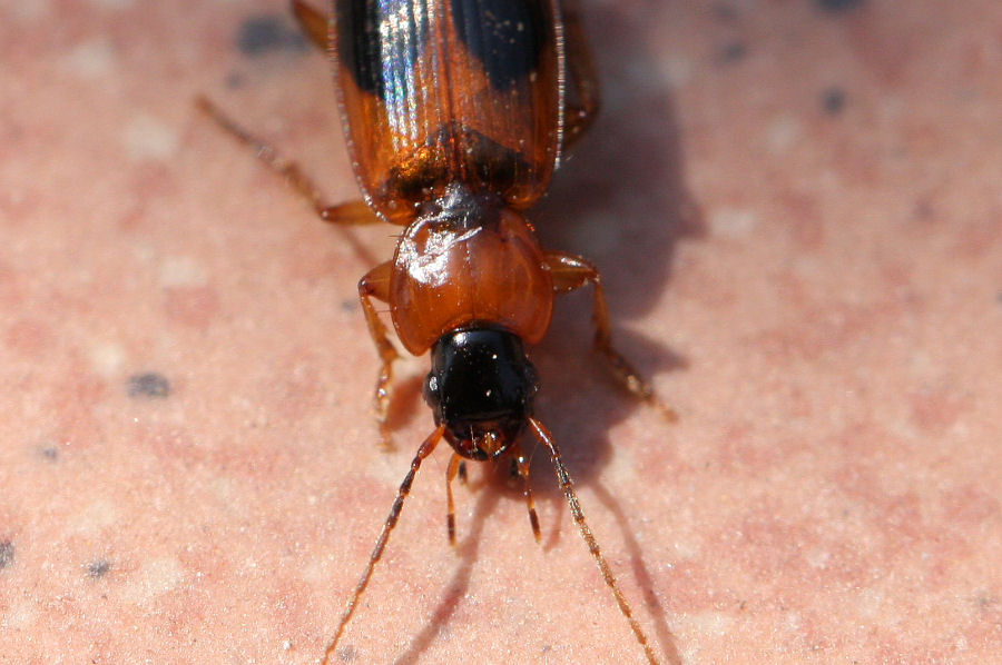 Badister sp. (Carabidae)