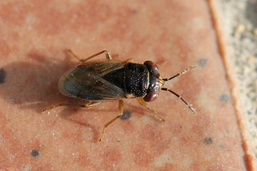 Lygaeidae: ancora Geocoris - forse pallidipennis?