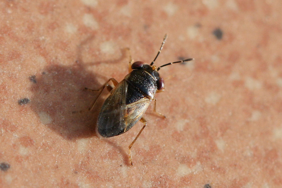 Lygaeidae: ancora Geocoris - forse pallidipennis?