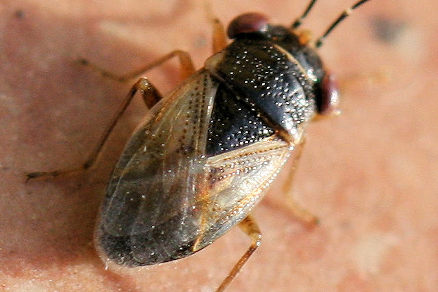 Lygaeidae: ancora Geocoris - forse pallidipennis?