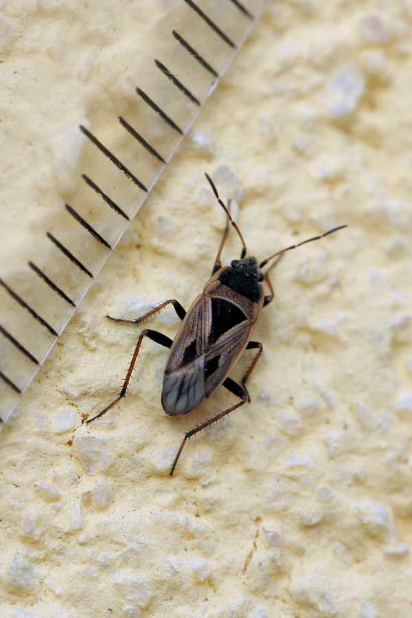 Lygaeidae:  Xanthochilus quadratus