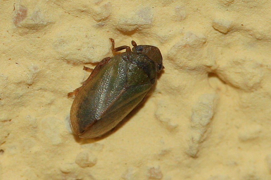 3 Tettigometridi a confronto