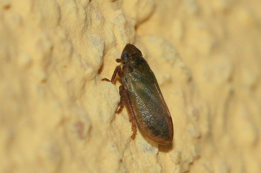 3 Tettigometridi a confronto