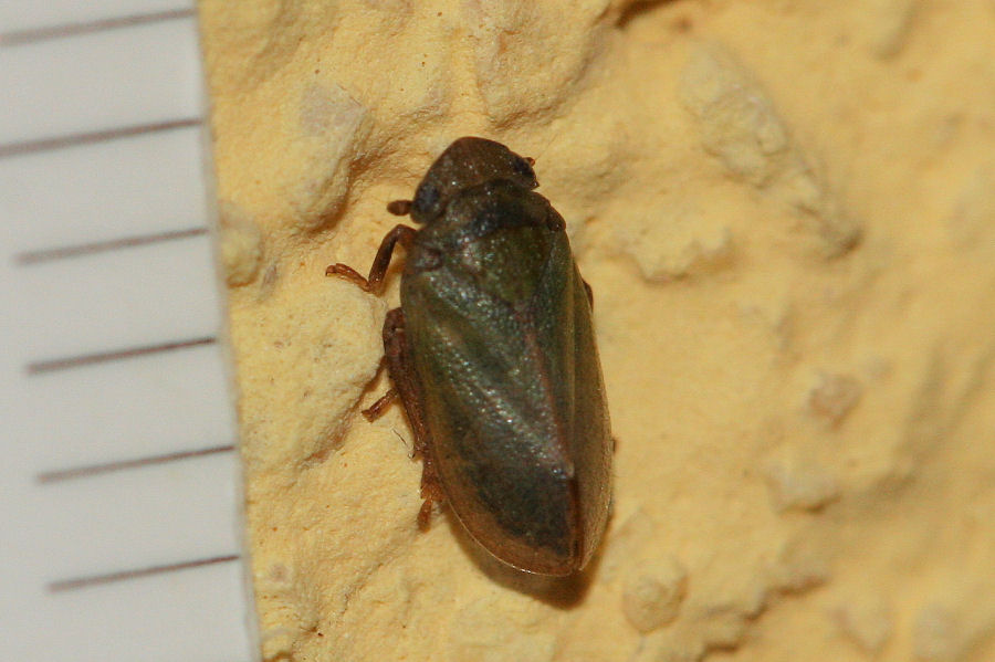 3 Tettigometridi a confronto