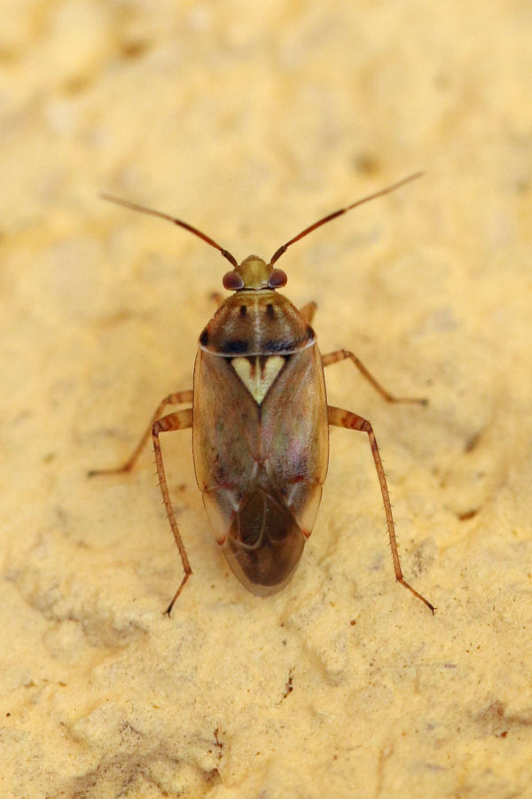 Miridae: Lygus rugulipennis