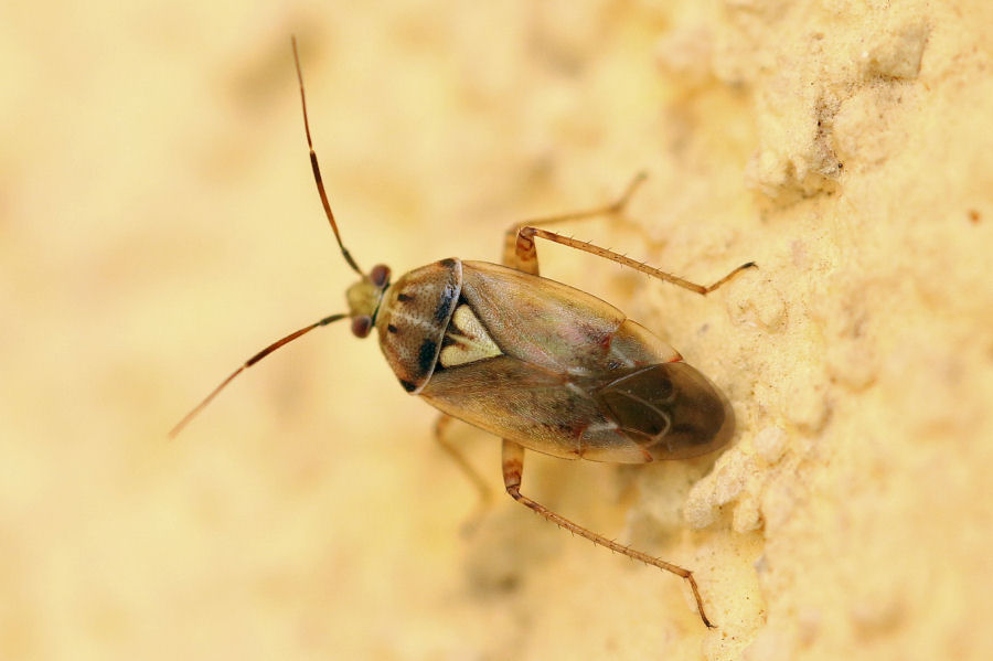 Miridae: Lygus rugulipennis