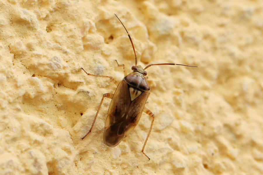 Miridae: Lygus rugulipennis
