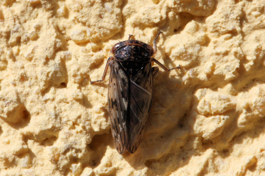 Cicadellidae Idiocerinae: Rhytidodus decimusquartus