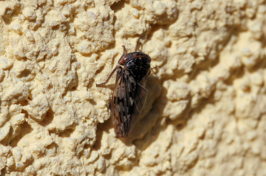 Cicadellidae Idiocerinae: Rhytidodus decimusquartus