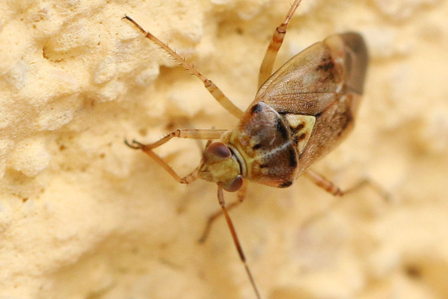 Miridae: Lygus rugulipennis