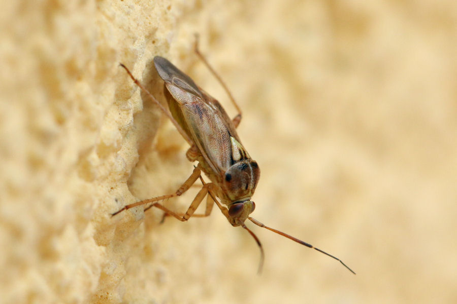 Miridae: Lygus rugulipennis