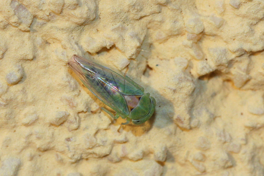 Cicadellidae: Viridicerus ustulatus