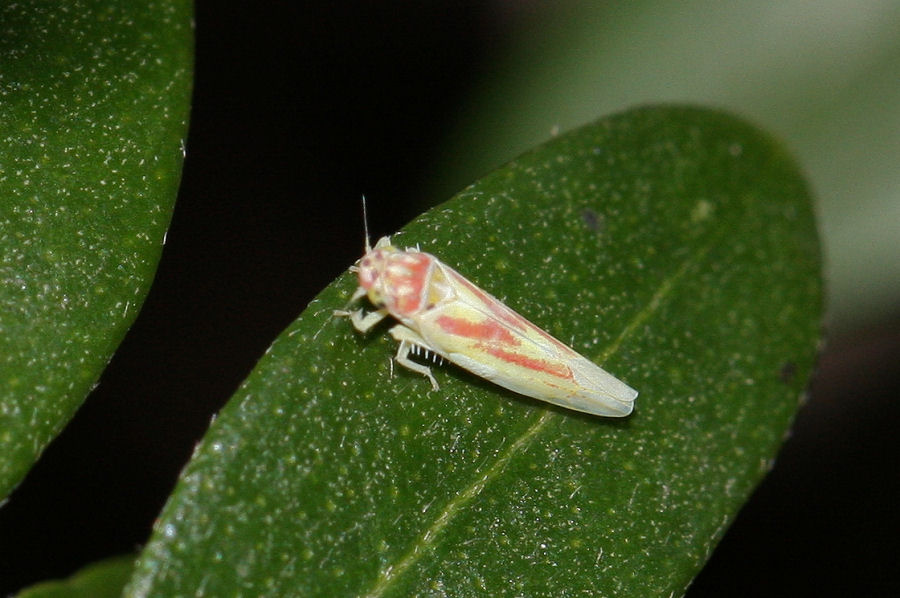 Cicadellidae Typhlocibinae: Zygina tithide
