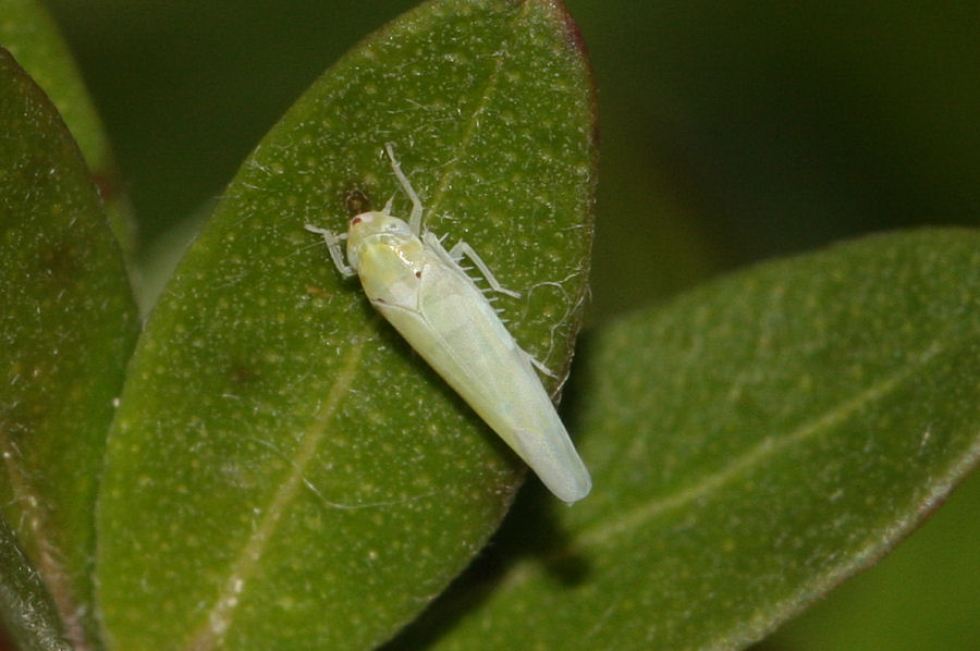 Cicadellidae Typhlocibinae: Zygina nivea