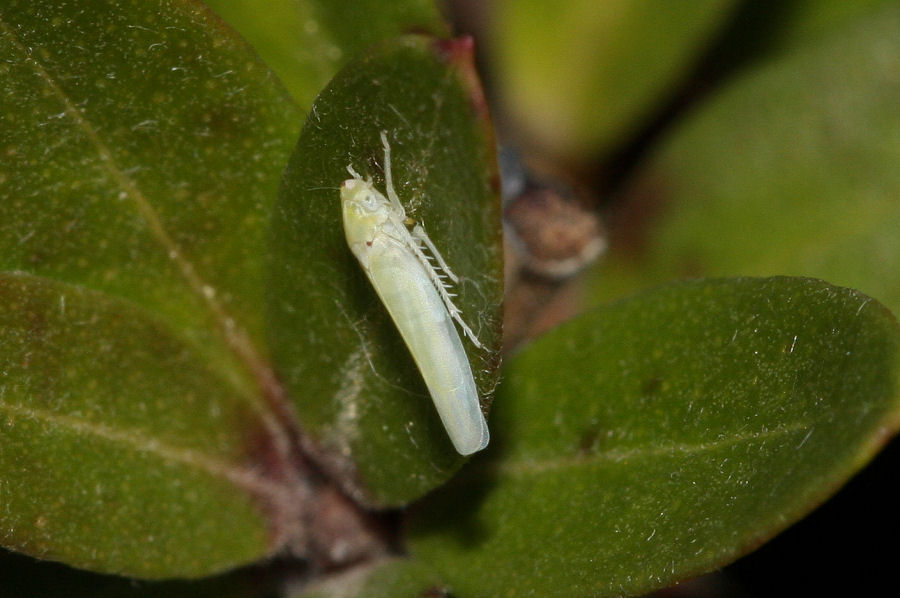 Cicadellidae Typhlocibinae: Zygina nivea