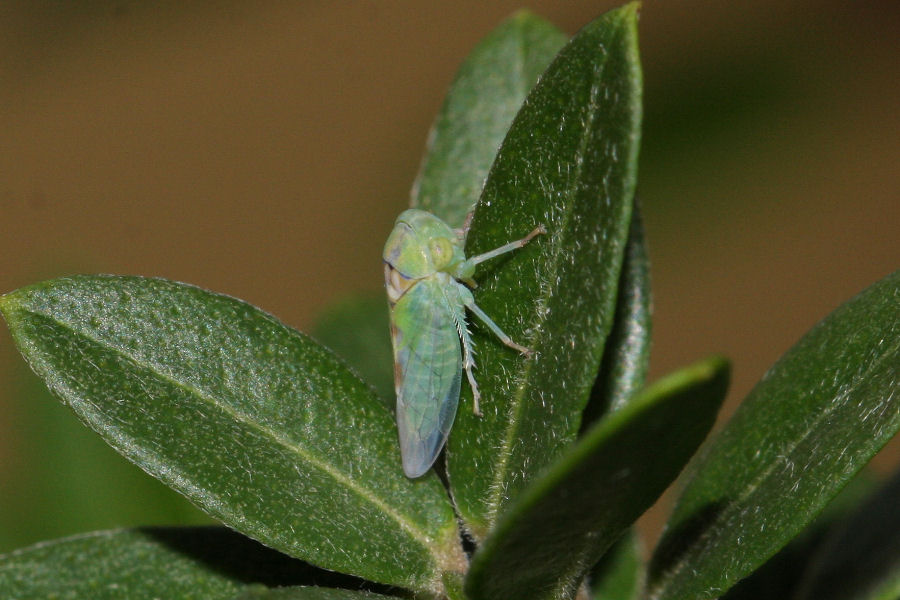 Cicadellidae Idiocerinae. Viridicerus ustulatus