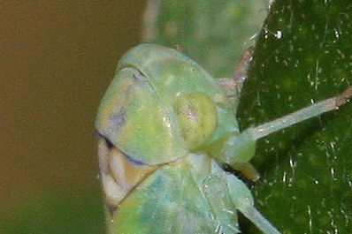 Cicadellidae Idiocerinae. Viridicerus ustulatus