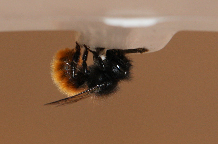 Osmia cornuta: Costruzione nido e nuova generazione