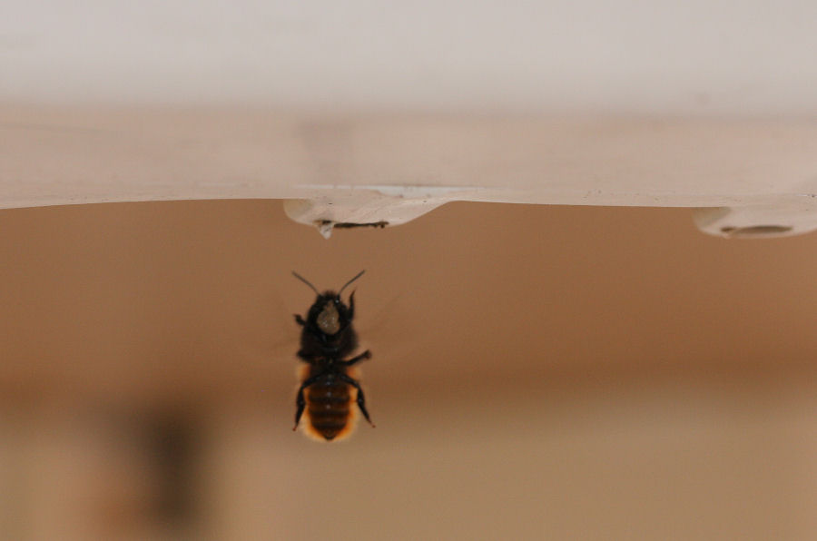 Osmia cornuta: Costruzione nido e nuova generazione