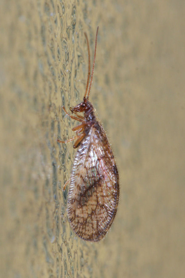 Micromus angulatus