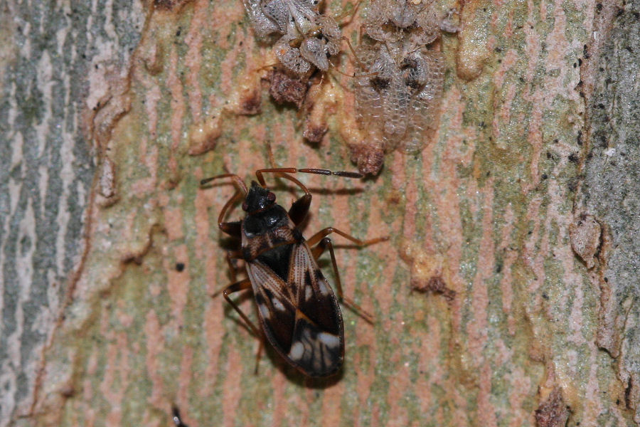 Lygaeidae: Scolopostethus pictus f. antennalis