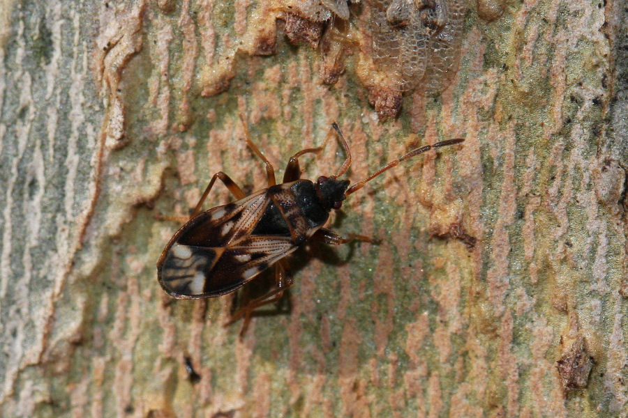 Lygaeidae: Scolopostethus pictus f. antennalis