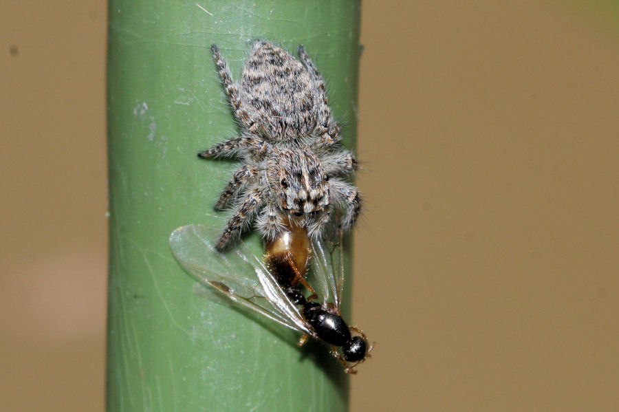 Sciamatura di Solenopsis fugax