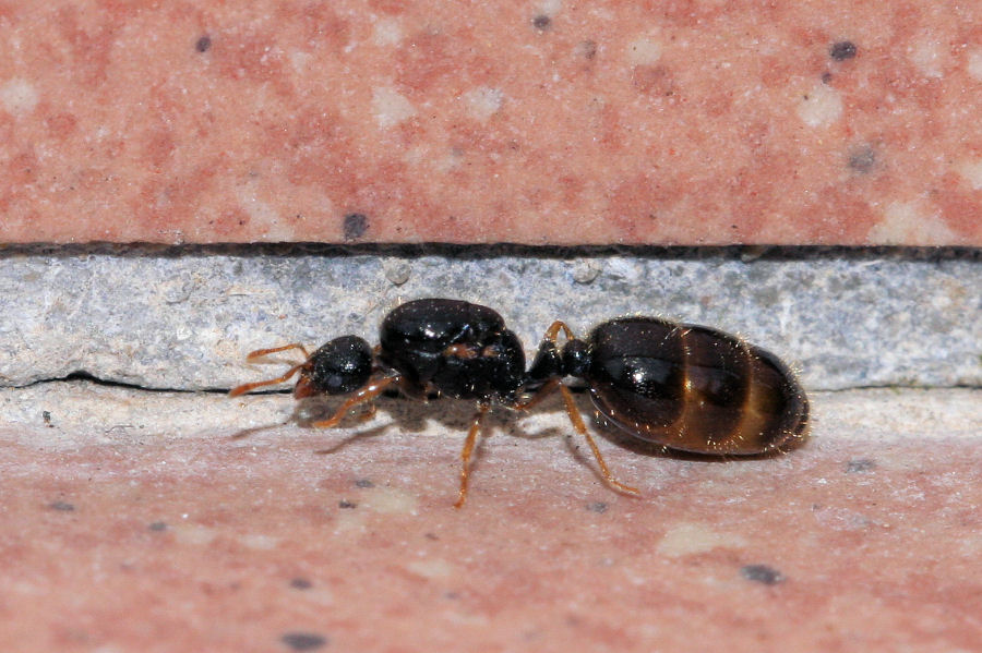 Sciamatura di Solenopsis fugax