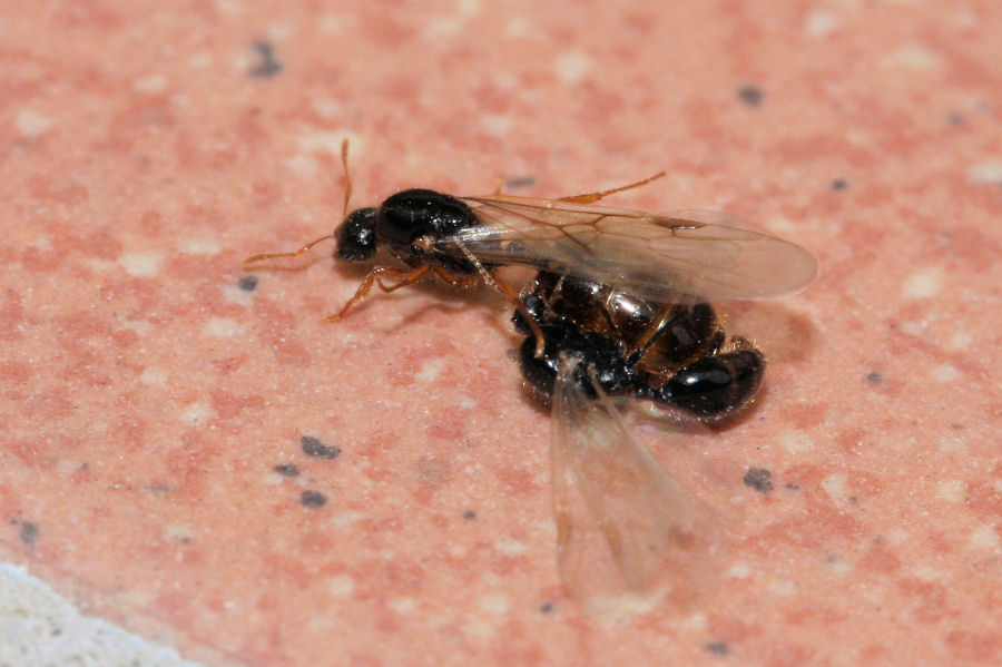 Sciamatura di Solenopsis fugax