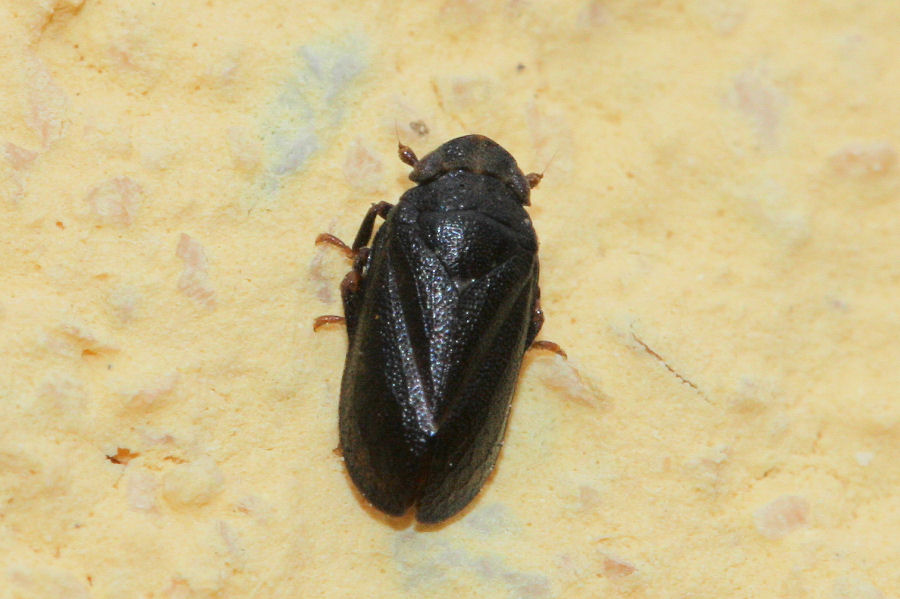 3 Tettigometridi a confronto