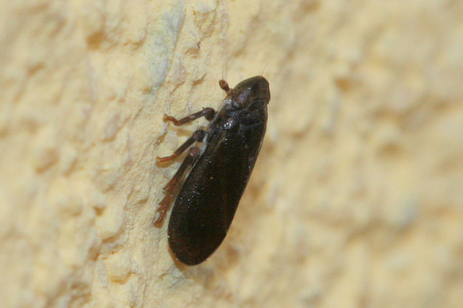 3 Tettigometridi a confronto