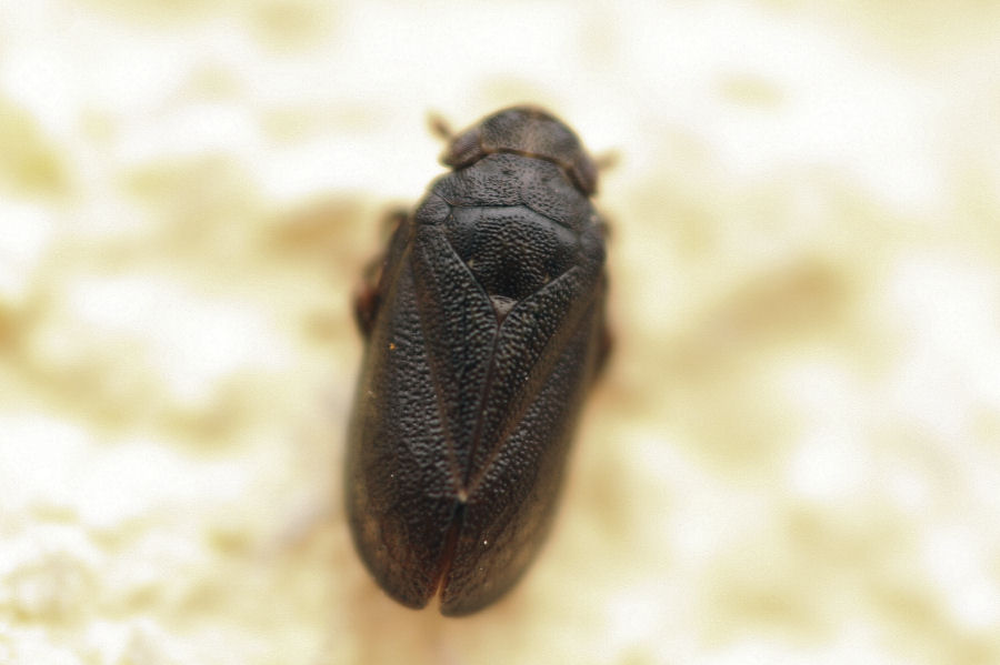3 Tettigometridi a confronto