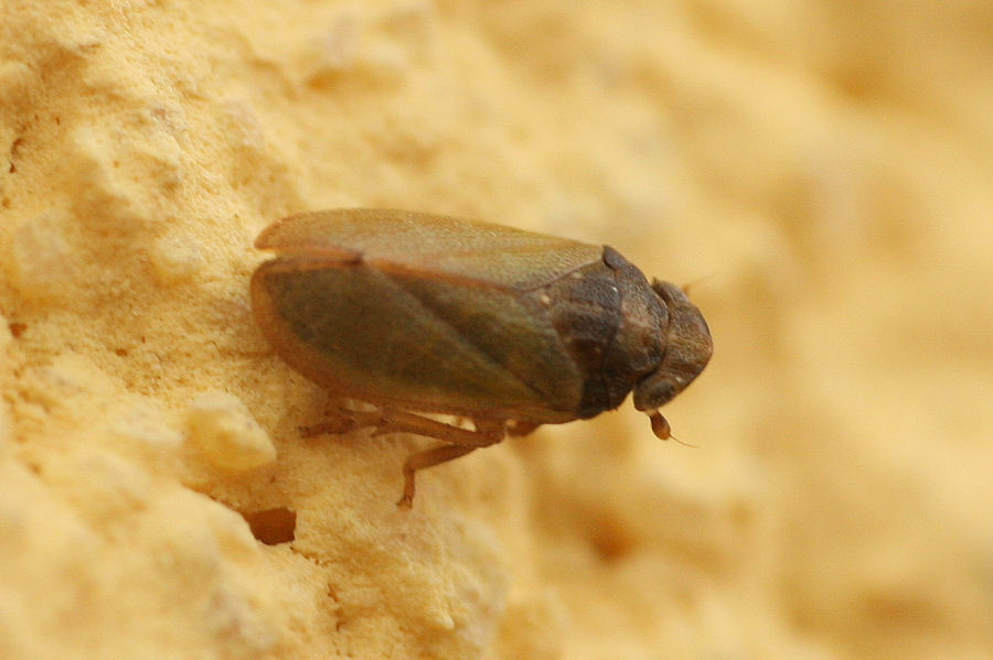 3 Tettigometridi a confronto