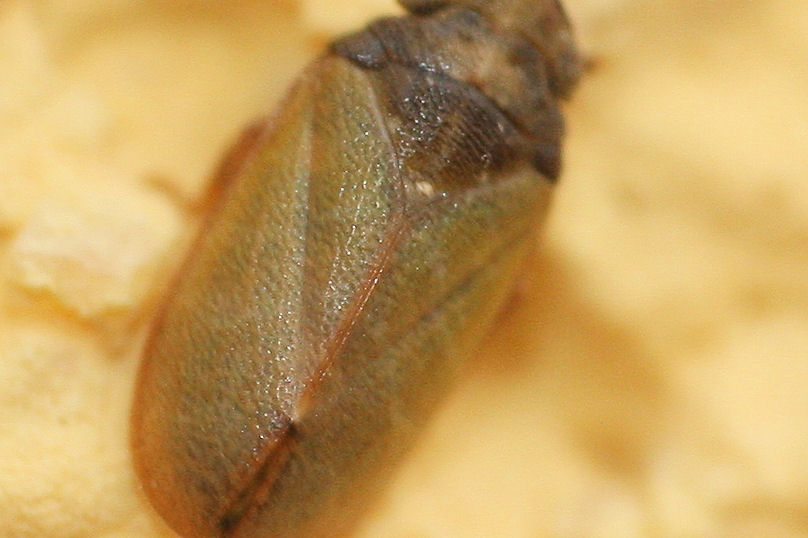 3 Tettigometridi a confronto