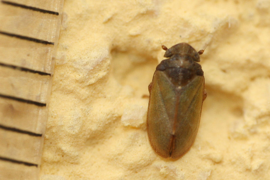 3 Tettigometridi a confronto