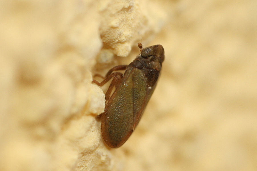 3 Tettigometridi a confronto