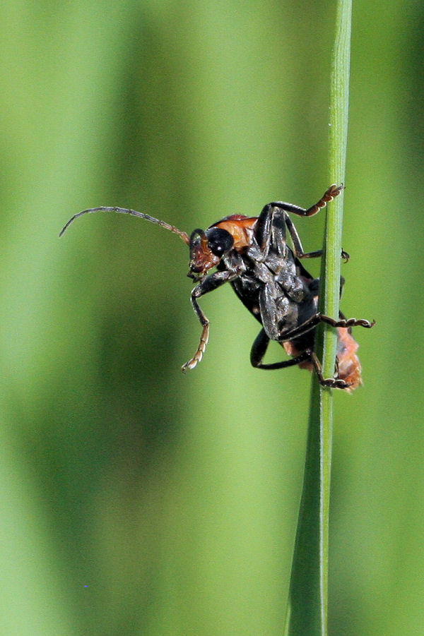 Cantharis fusca