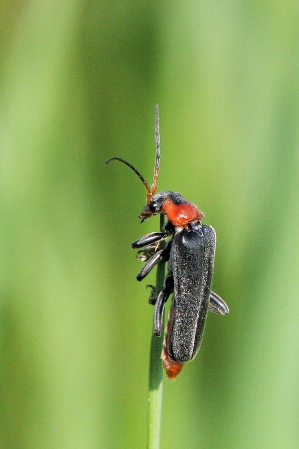 Cantharis fusca