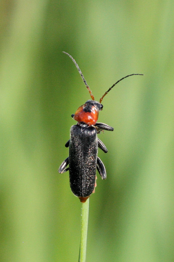 Cantharis fusca