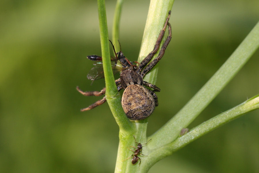 Ragno con preda - Xysticus sp.  - Castel Maggiore (BO)