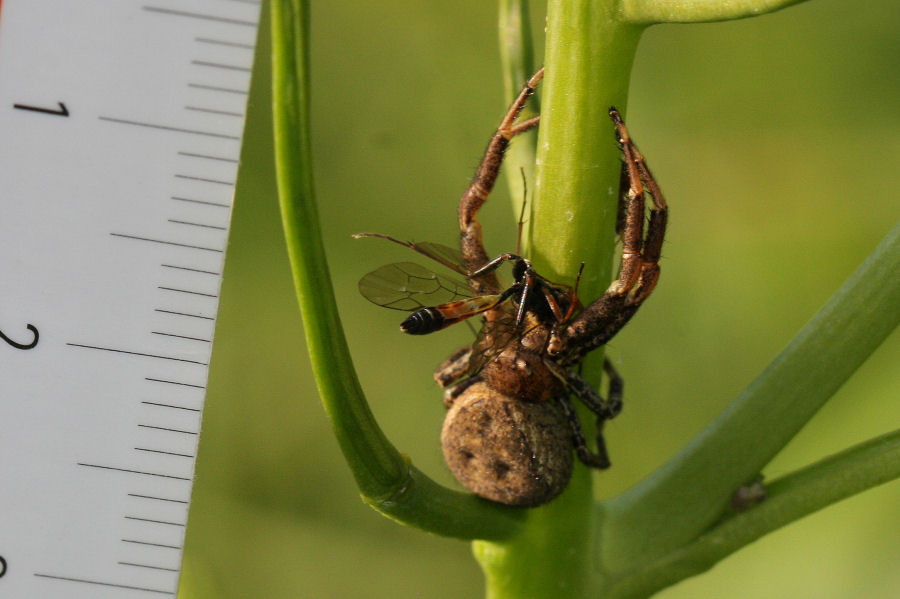 Ragno con preda - Xysticus sp.  - Castel Maggiore (BO)
