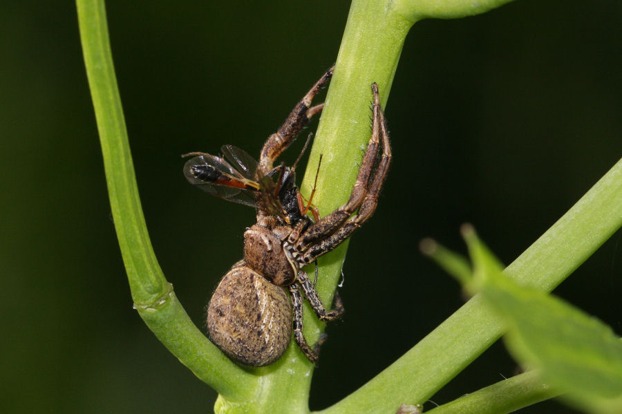 Ragno con preda - Xysticus sp.  - Castel Maggiore (BO)
