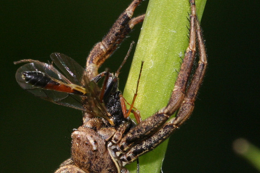 Ragno con preda - Xysticus sp.  - Castel Maggiore (BO)