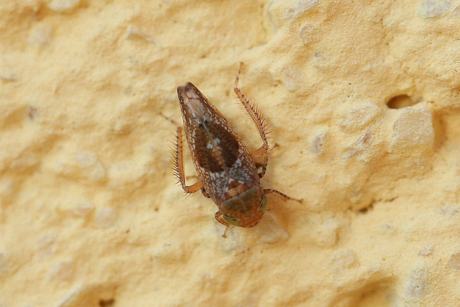 Cicadellidae invernale - Hishimonus hamatus