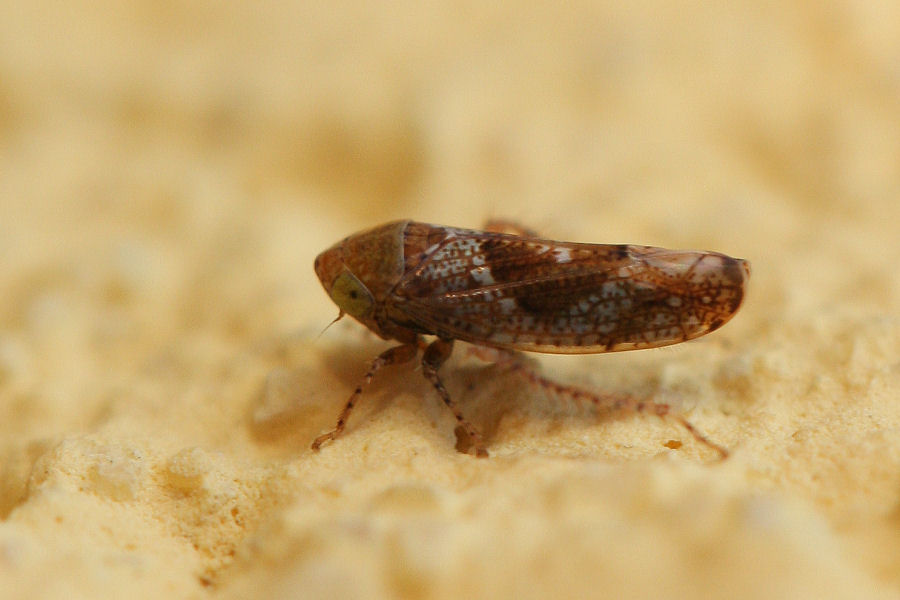 Cicadellidae invernale - Hishimonus hamatus