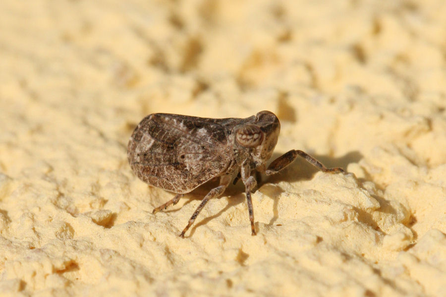 Fulgoromorpha Issidae: cfr. Latilica sp.