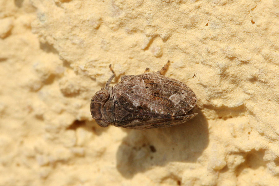 Fulgoromorpha Issidae: cfr. Latilica sp.