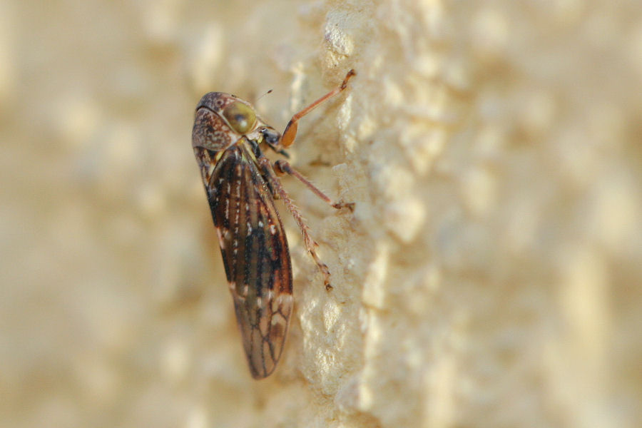 Cicadellidae Idiocerinae: Acericerus sp.