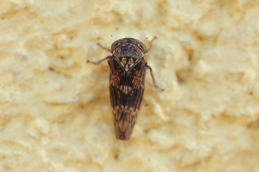 Cicadellidae Idiocerinae: Acericerus sp.